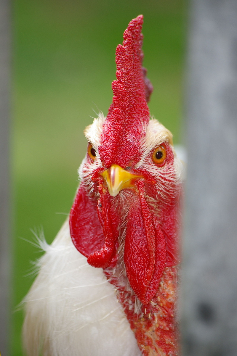 male fowl, comb teeth, domestic, Cockscomb, focus on foreground, animal, Comb, mammal, male animal, poultry, selective, vertebrate, white, gallus gallus domesticus