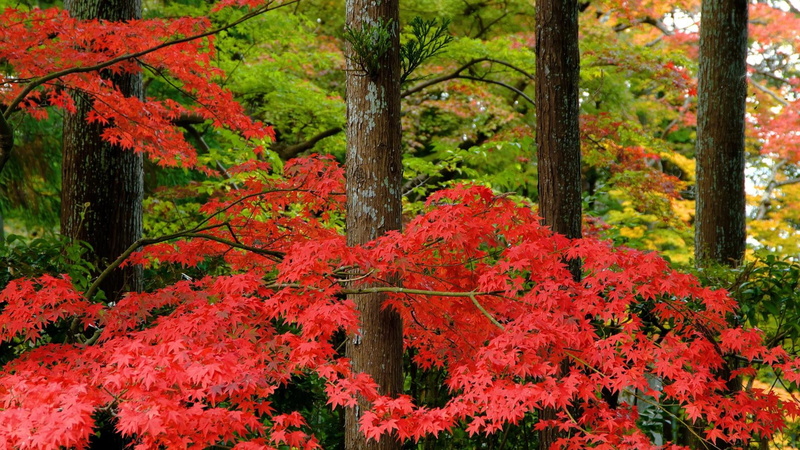 maple leaf, outdoors, scenics - nature, autumn, day, orange color, fall, acer palmatum, no people, leaf, growth, plant, autumn collection, tree, trunk
