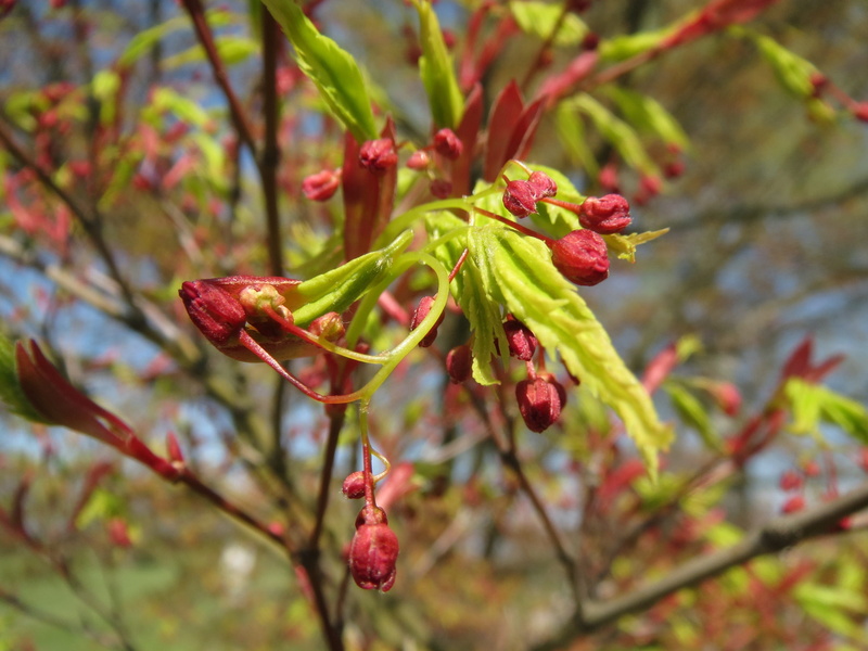 flower, fragility, plant, nature, japanese maple, flora, growth, food, plant part, beauty in nature, macro, botany, freshness, food and drink, inflorescence