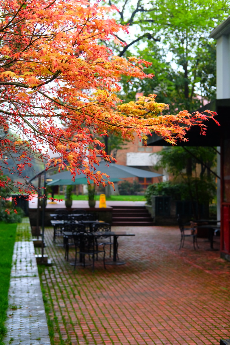 autumn, leaf, change, outdoors, acer palmatum, park bench, plant part, maple, plant, tree, seat, growth, red leaves, orange color, footpath, park - man made space