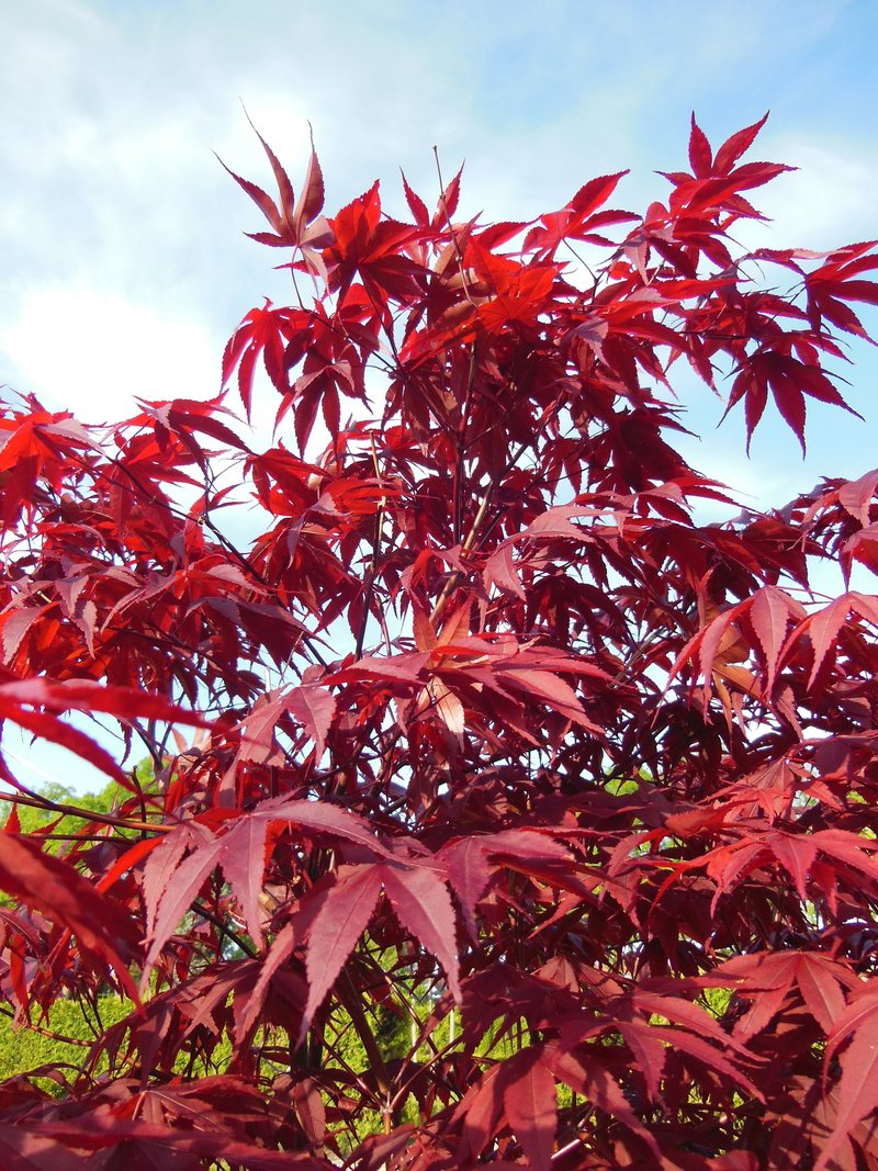 cloud - sky, sky, nature, blue, maple leaf, plant, close-up, change, autumn, day, red leaves, beauty in nature, tree, garden, trees, white, green, blue sky