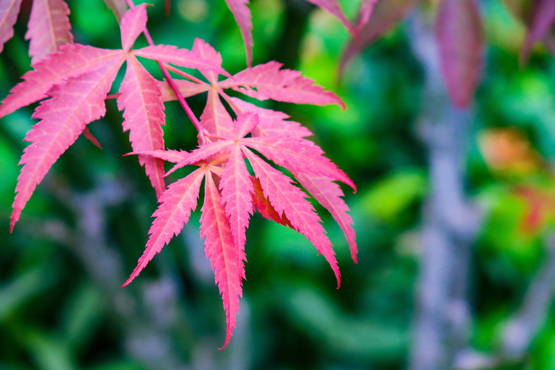 beauty in nature, 5K, plant, fresh, purple, garden, outdoors, acer palmatum, selective focus, wild, natural condition, outdoor, park, close-up, no people