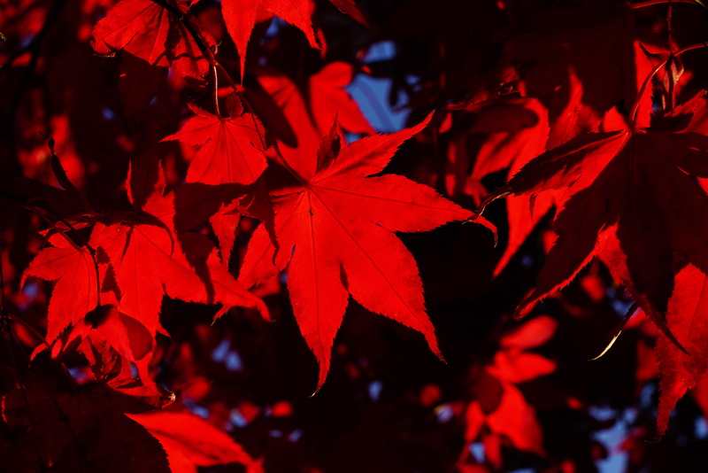close-up, selective focus, plant part, ornamental plant, outdoors, nature, growth, tree, maple leaf, red, plant, backgrounds, leaves, ornamental tree, branch