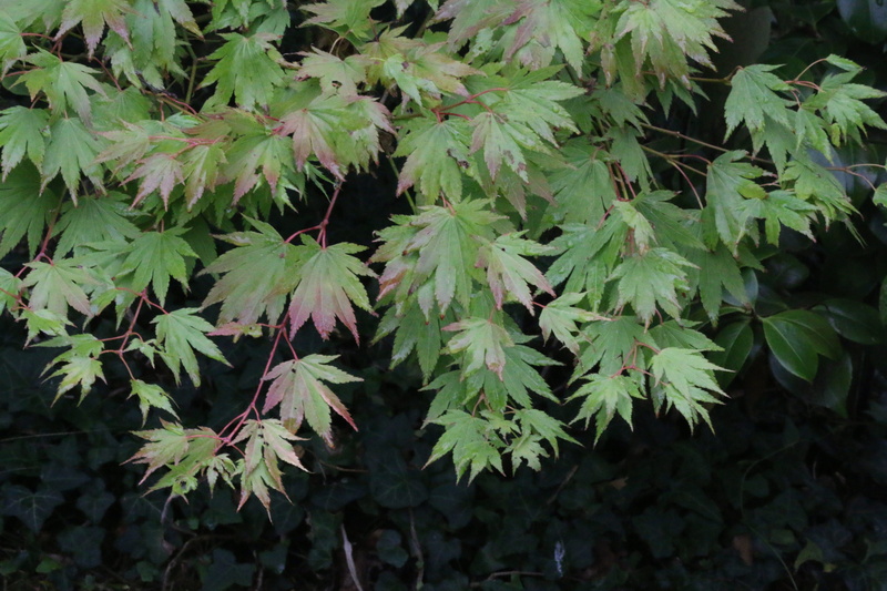 5K, no people, natural condition, growth, high angle view, foliage, acer, leaves, green, tranquility, palmatum, outdoors, abundance, park, nature, green color