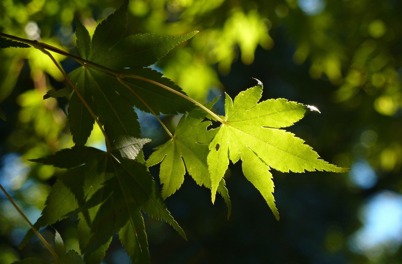 tree, selective focus, October, green, plant part, newyork, plant, day, acer, green color, no people, nybg, leaf, sunlight, growth, tranquility, nature