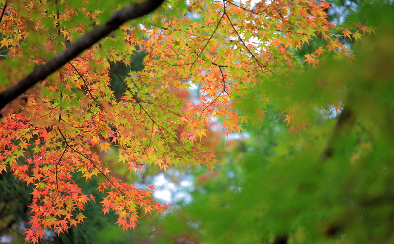 5K, Forest, orange color, maple tree, plant, autumn collection, Japan, Leaves, cosina, leaf, selective focus, branch, day, canon, 5dmarkii, bokeh, iwate