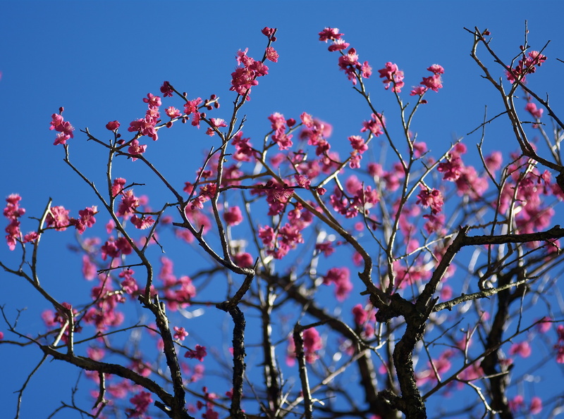 bokeh, cosina, tree, flower head, springtime, Pentax, silkypix, flowering plant, Seasons, fragility, branch, petal, growth, cherry blossom, pink color