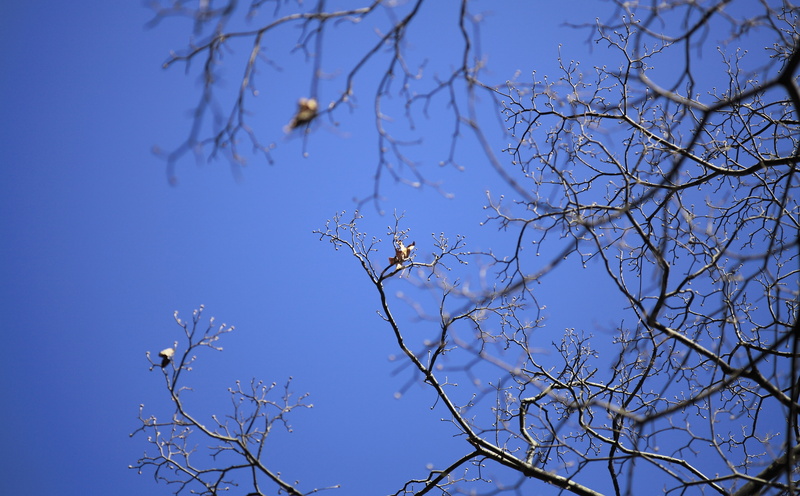Japan, tree, pkeos, tranquility, cosina, kmount, one animal, bokeh, animal themes, bare tree, bluesky, blue, sky, Voigtlander, nature, clear sky, animal wildlife