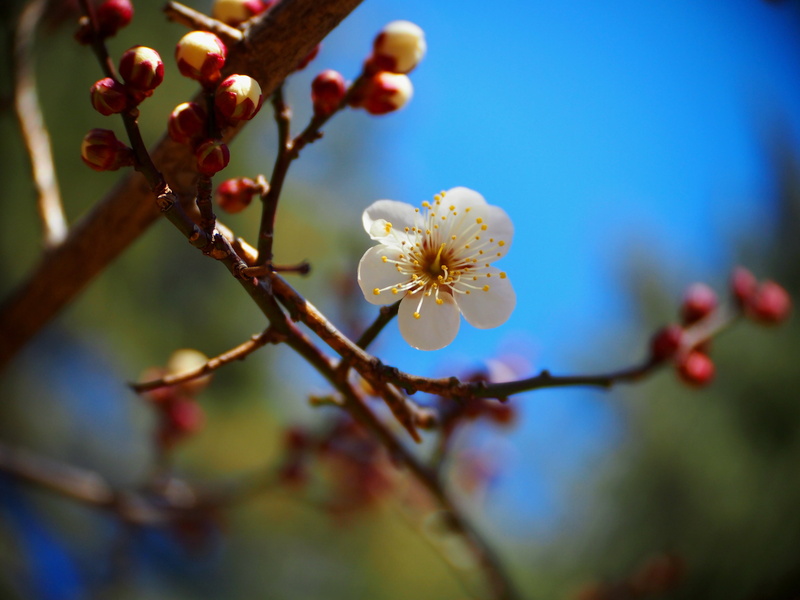 prunus, white flower, focus, 梅, season, Prunus mume, 4K, CCTV, close-up, 25mm, nature, flower Head, plant, springtime, flower, tree, photography, blossom
