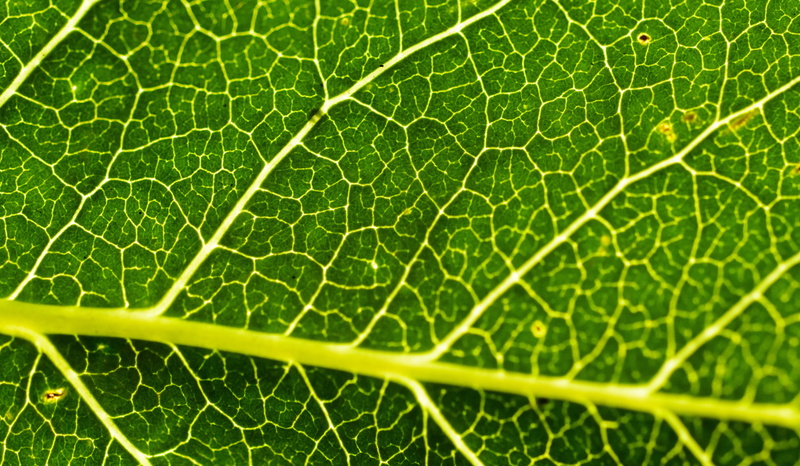 textured effect, plant part, leaf vein, blatt, fragility, 4K, macro, outdoors, no people, tree, leaf, freshness, green color, pattern, nature, structure