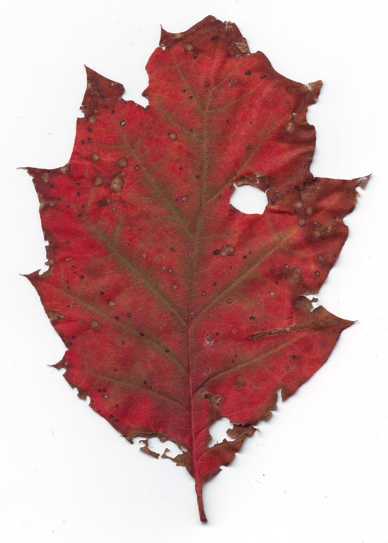 directly above, autumn, close-up, no people, season, natural pattern, withered, still life, studio shot, age, plant, red, beauty in nature, 5K, maple leaf