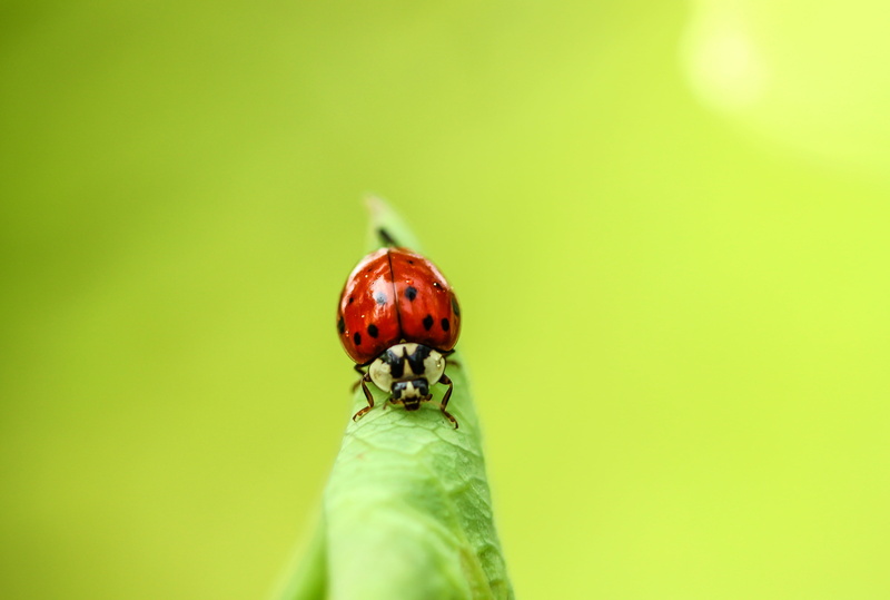 red, weekend, spotted, animal, green Color, macro, closeup, close-up, Makro, small, nature, handheld, photo, leaf, 4K, insect, Blatt, ladybug, plant, summer