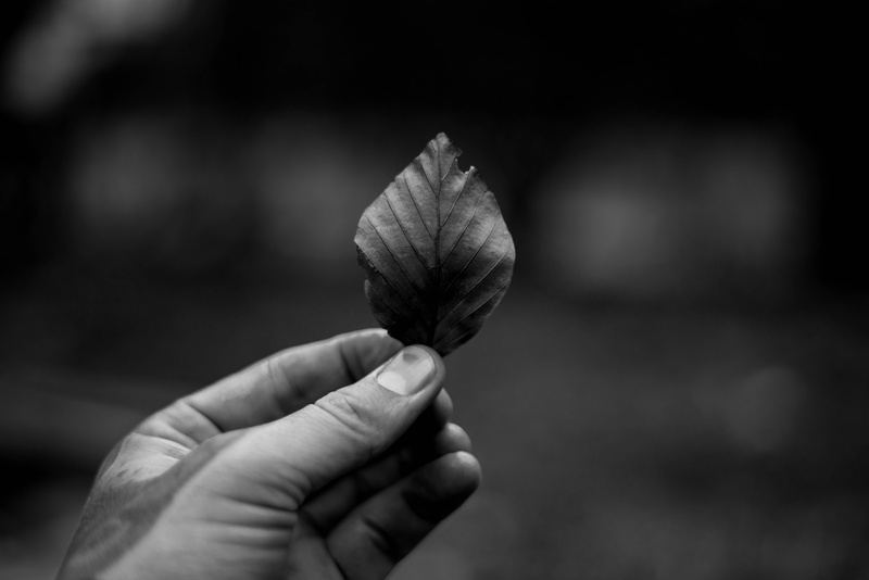 human finger, day, person, outdoors, flowering plant, blatt, human hand, leaf, human body part, fragility, finger, tree, holding, freshness, vulnerability
