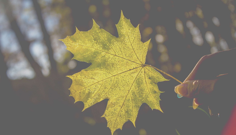 outdoors, leaf vein, human body part, human hand, plant part, blatt, 4K, hand, change, yellow, plant, day, people, finger, human limb, close-up, autumn