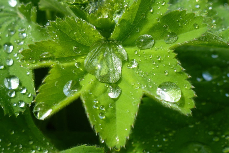 close-up, sommer, nature, zerbrechlichkeit, schöne, leaves, growth, drop, natur, plant part, seerose, water, Teich, beauty in nature, gewässer, rain, Blatt