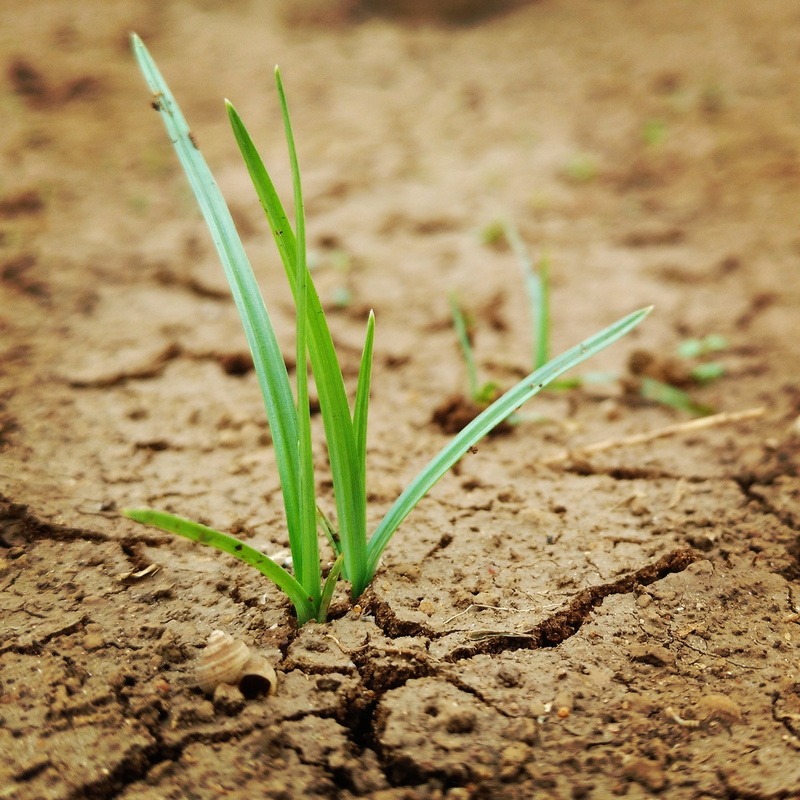 plant part, dirt, freshness, seedling, focus on foreground, 1080P, beauty in nature, crack, gardening, new Life, day, beginnings, cultivated, close-up