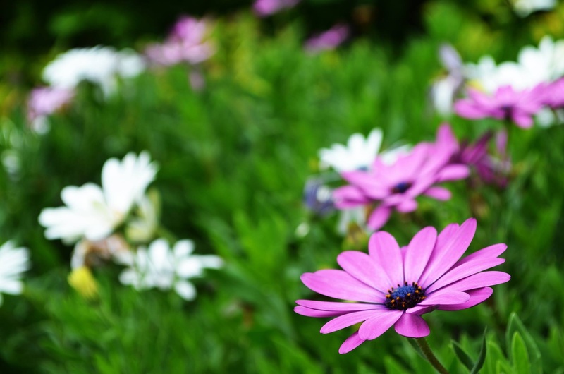 freshness, flowering plant, purple, osteospermum, beauty in nature, bloom, selective, flowers, photo, fragility, growth, petals, flower, beauty, focus on foreground