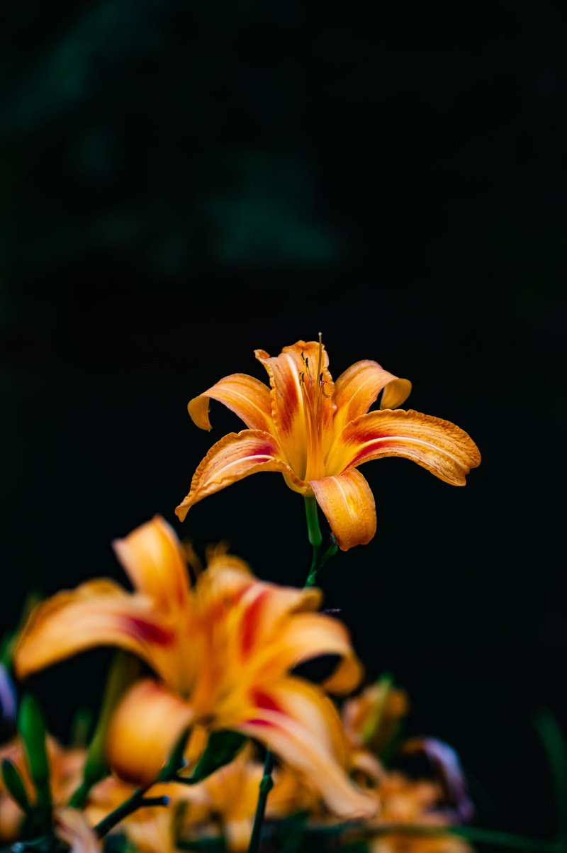 garden, phone, lily, formal Garden, focus, multi Colored, close-up, backgrounds, single Flower, outdoors, nature, orange, background, summer, no People