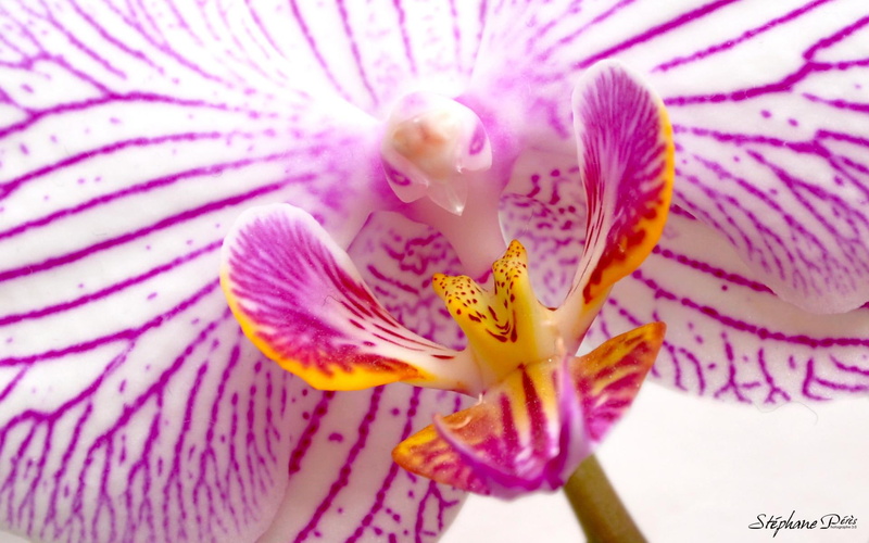 red, flower, pink, 1080P, mauve, orchid, 3d and abstract, yellow, white