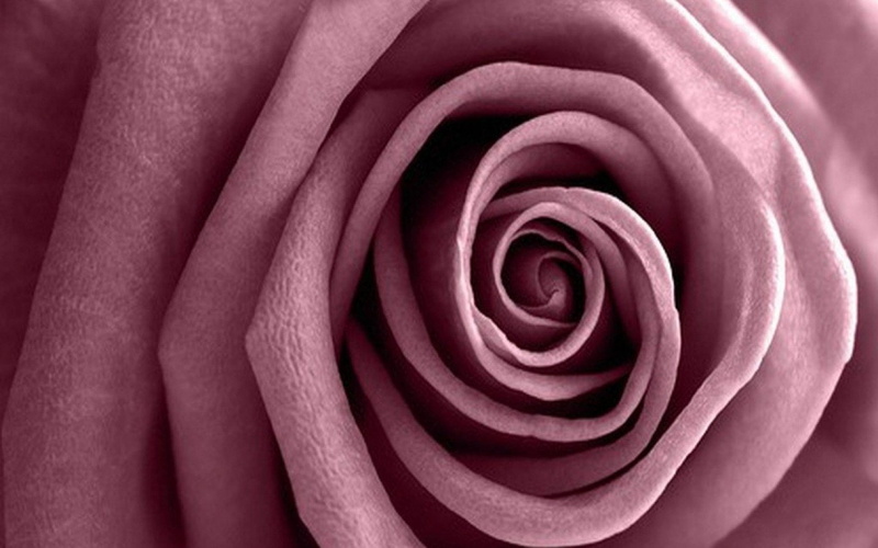 Mauve, Flower, Pink Flower, Rose, Flowers, 720P, Earth, Nature, Close-Up