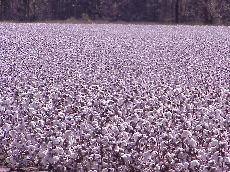 plants, cotton, 480P, mauve colour, nature, hd, Field, art, fields, cotton plants