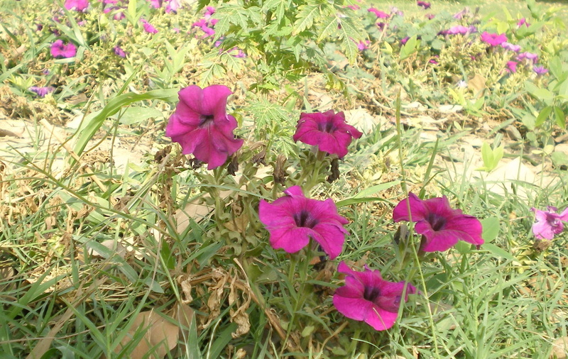 flowers, purple, mauve, 3d and abstract, 1080P, pinkish, nature