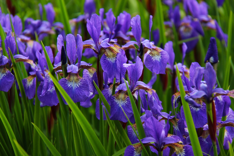 nature, vulnerability, blue, flower, day, macro, bloom, petal, iris - plant, fragrant, flowers, mauve, beauty in nature, purple, no people, summer, green color
