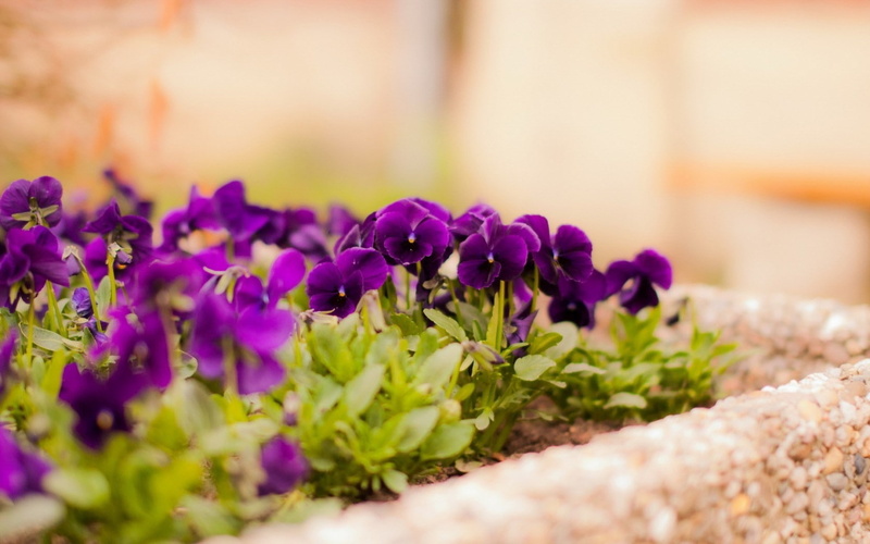 flowers, selective focus, inflorescence, vulnerability, outdoors, close-up, plants, petal, plant, purple, fragility, 720P, growth, hd, flowering plant