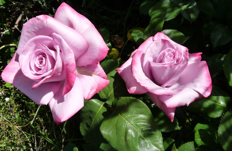 Mauve, pink, petal, freshness, fragility, 2K, rose, pink color, beauty in nature, plant, roses, growth, inflorescence, vulnerability, close-up, nature