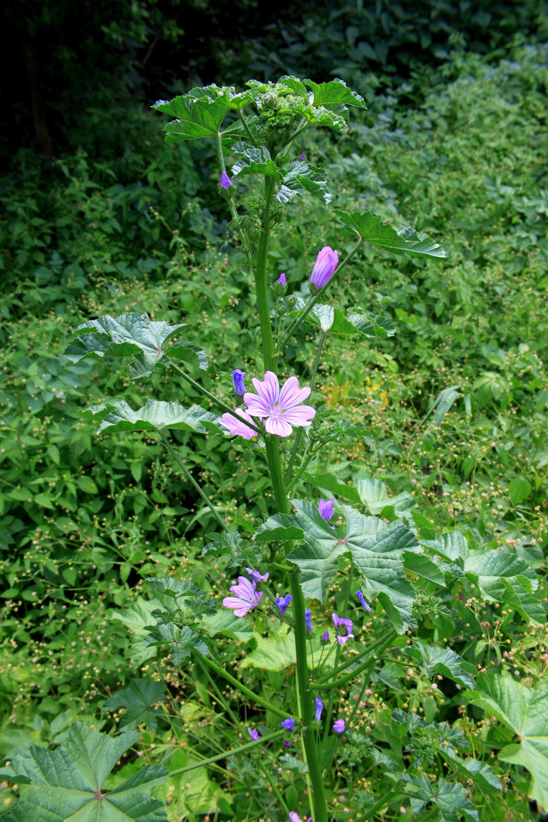 freshness, no people, summer, vulnerability, land, inflorescence, nature, mauve, sylvestris, close-up, green color, leaf, plant, beauty in nature, day