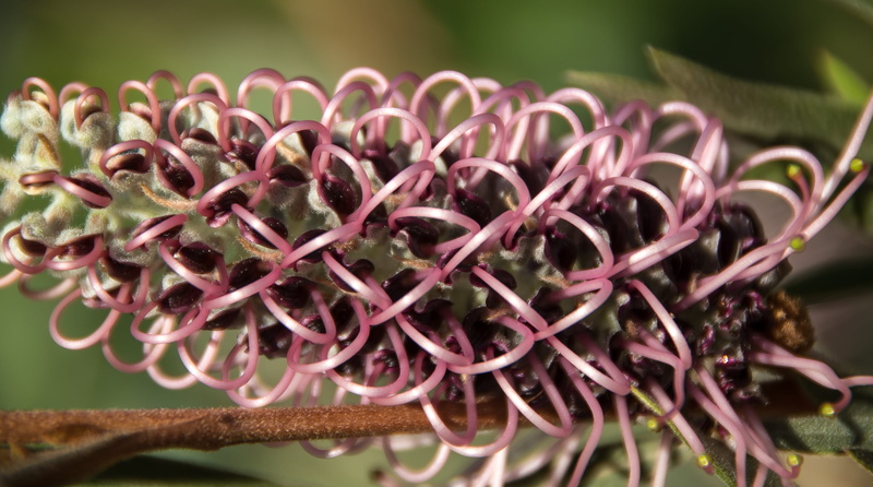 grevillea, close-up, nature, plant part, natural condition, flower, leaf, bloom, shrub, pink, agriculture, mauve, selective focus, focus on foreground