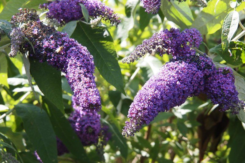 Mauve, sunlight, fragility, plant, vulnerability, flowering plant, Shrub, bush, nature, 4K, lavender, lilac, Spring, plant part, blossom, bunch of flowers