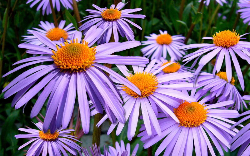 tongolensis, daisies, mauve, purple, hd, flower, aster, 1080P