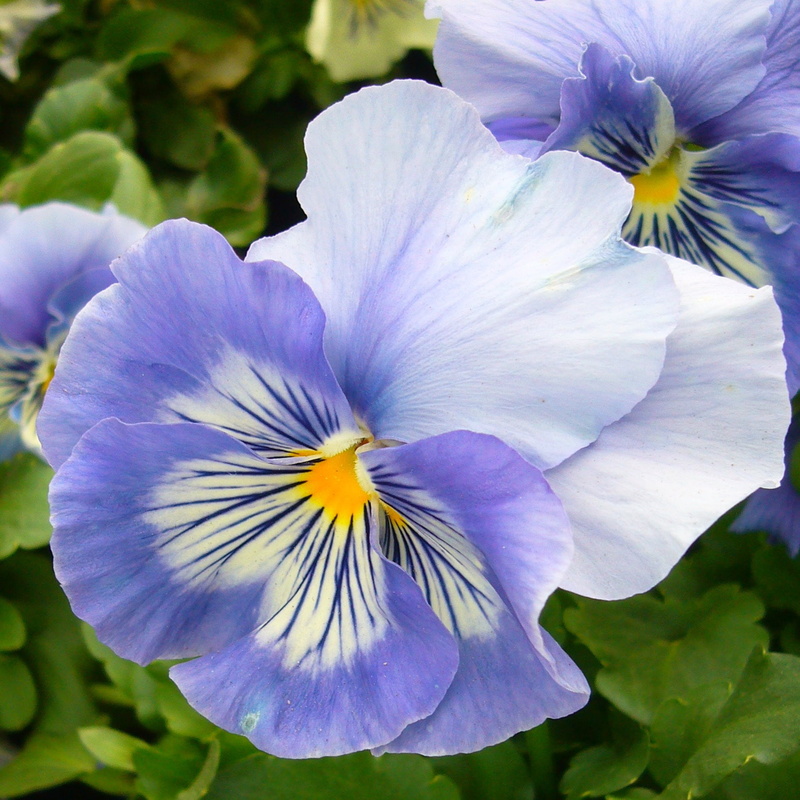 outdoors, botany, macro, day, focus on foreground, purple, flower Head, no people, mauve, nature, petaled, fragility, plant, close-up, iris - plant, flower