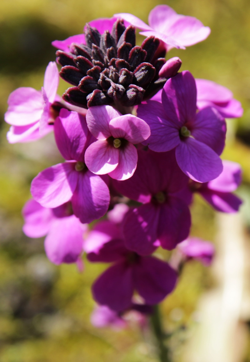 wallflower, 4K, green, ornamental, botanical, lilac, vulnerability, flowering plant, freshness, petal, purple, bloom, springtime, gardening, colorful