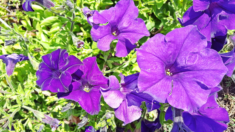 petunias images, petunia image, outdoors, springtime, flowering plant, petunia flower, petal, plant, 5K, violet, fragility, petunia hybrida, flower head