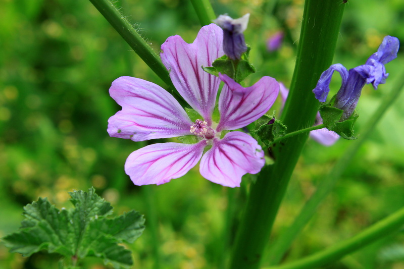 growth, 4K, plant, springtime, petal, beauty in nature, mauve, inflorescence, no people, pink color, flowers, focus on foreground, green color, day, mallow