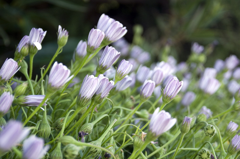 flowerbed, flower head, summer, land, nature, petals, flora, garden, fragility, no people, grass, vulnerability, selective focus, mauve, spring, green