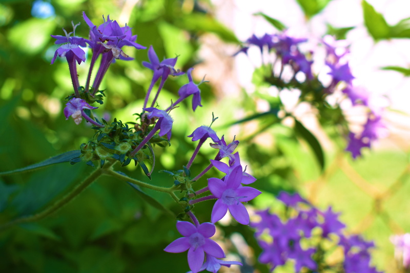 beauty in nature, springtime, no people, fragility, pollination, flower, 4K, mauve, plant, selective focus, purple, bouquet, flowering plant, botany, one animal