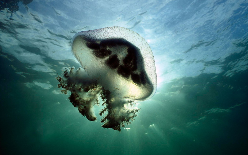 Mauve, Australia, Jellyfish, 1080P, Stinger