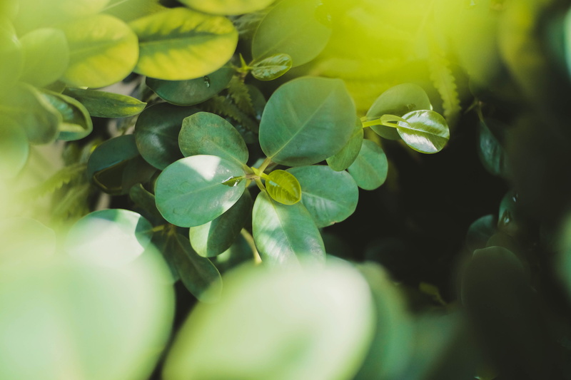 outdoors, plant, no people, backgrounds, nature, 4K, food and drink, philippines, green, plant part, vulnerability, day, green color, freshness, leaves