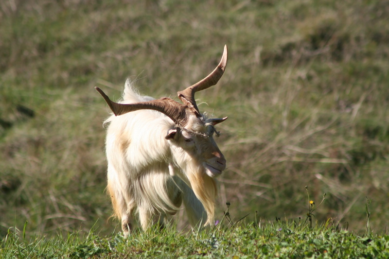 animal wildlife, standing, domestic, horned, capra, outdoors, mammal, field, animal themes, domestic animals, animal, livestock, vertebrate, mountain, the apennines