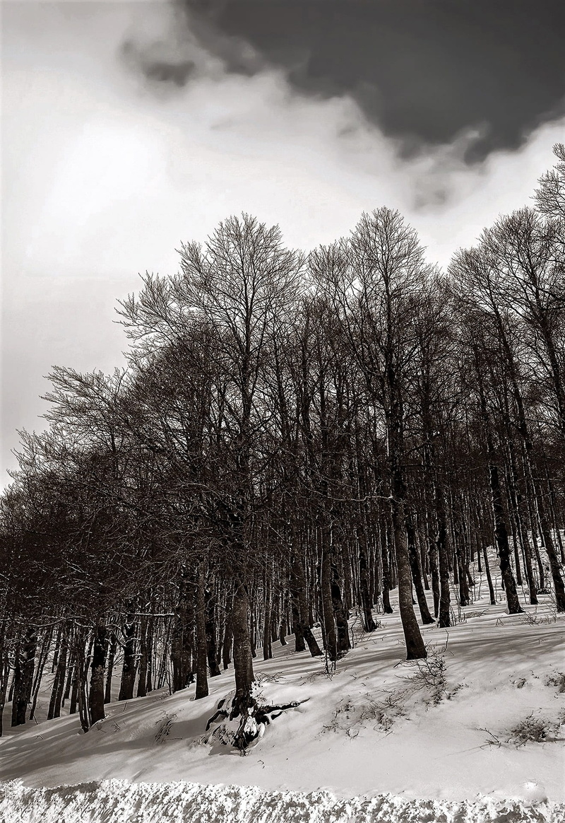 day, sky, scenics - nature, italy, 1080P, land, winter, cold temperature, tranquil scene, winter landscape, tranquility, landscape, forest, plant, the apennines