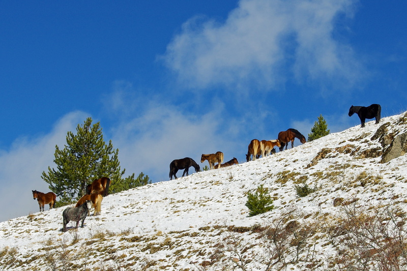 no people, pets, animal themes, LAquila, vertebrate, mountain, herd, Italy, environment, 2K, horses, Abruzzo, sky, animals, the apennines, the abruzzo national park