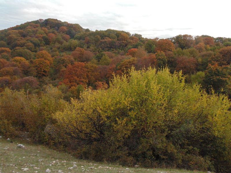 park, plants, orange, growth, plant, trees, autumn woods, red, yellow, green, change, hiking, beauty in nature, scenics - nature, land, environment, autumn