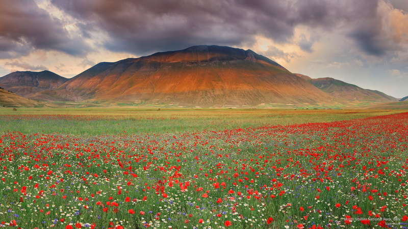park, italy, Flowers/Gardens, 2K, sibillini, monti, national