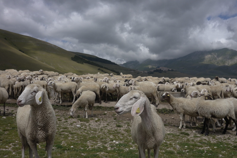 nature, animal themes, group of animals, pasture, grass, field, cloud - sky, sky, 4K, mountain, flock of sheep, sibillini, animal, mammal, domestic, herbivorous
