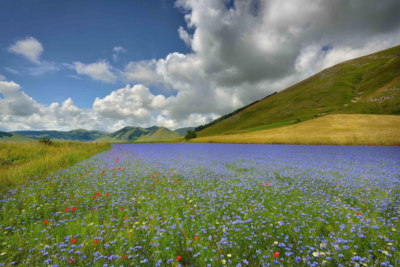 1080P, Italy, flowers, Castelluccio