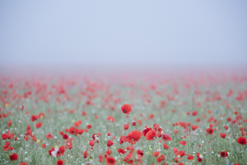 multi Colored, yellow, grass, umbrium, close-up, backgrounds, defocused, day, beauty In Nature, blossom, no People, red, horizon, mist, field, flower Head