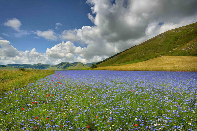 1080P, flowers, Italy, Castelluccio